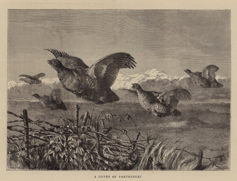 Bir Keklik Sürü by Harrison William Weir