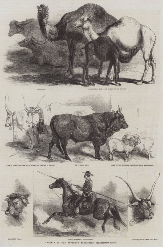 Floransa Sergisinde Hayvanlar by Harrison William Weir