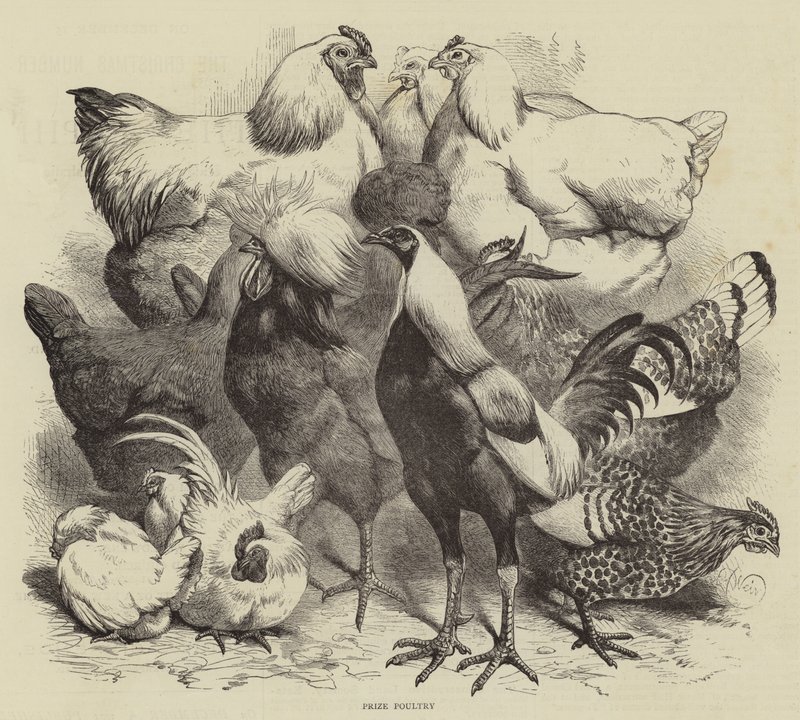 Birmingham Gösterisi, Ödül Kümes Hayvanları by Harrison William Weir