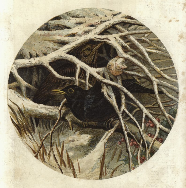 Blackbird and thrush, in covert  by Harrison William Weir