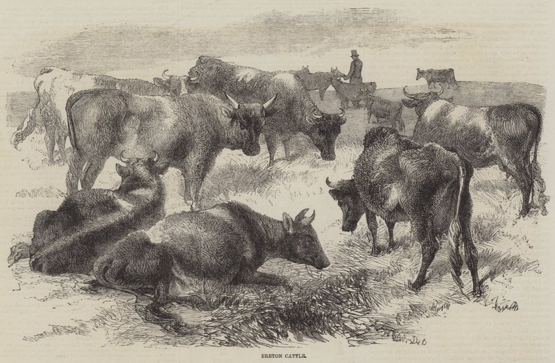 Breton Sığırı by Harrison William Weir