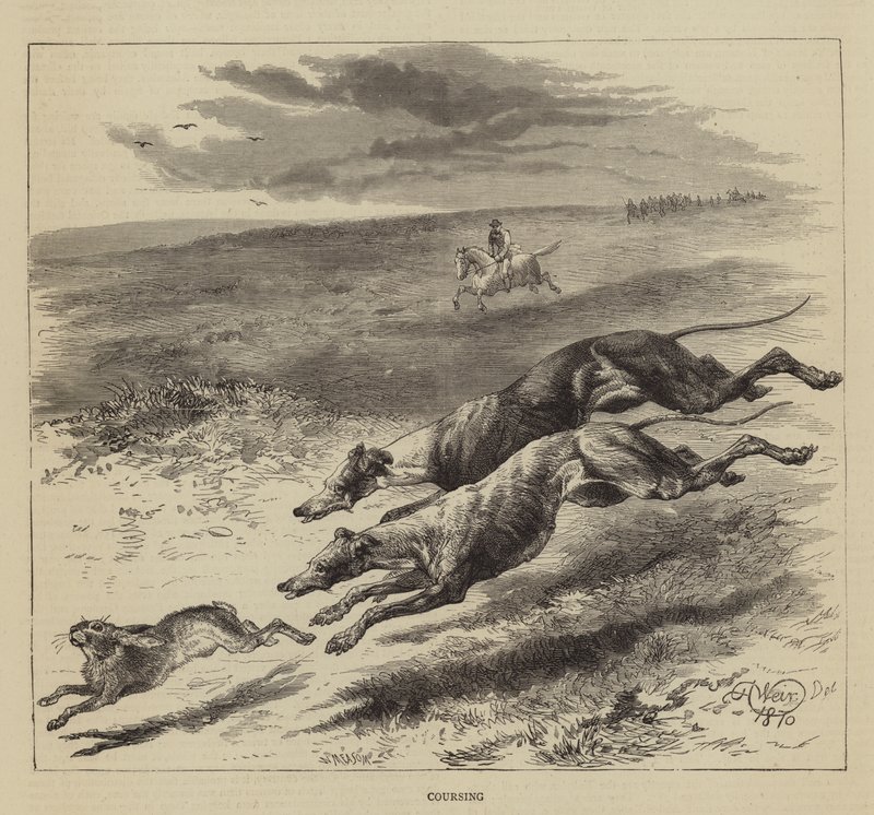 ಟರ್ಕ್ ಕೋರ್ಸ್ by Harrison William Weir