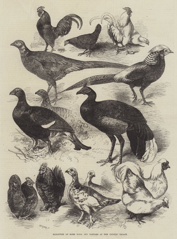 Exhibition of Game Birds and Bantams at the Crystal Palace  by Harrison William Weir