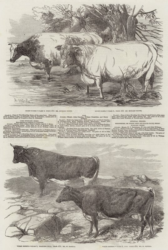 İngiltere Kraliyet Tarım Derneği Sergisi by Harrison William Weir