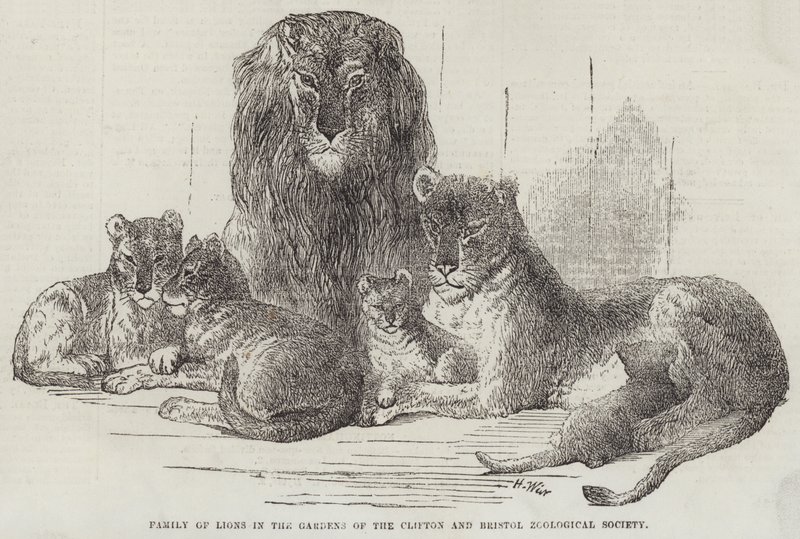 Clifton Bahçelerinde Aslan Ailesi ve Bristol Zooloji Derneği by Harrison William Weir