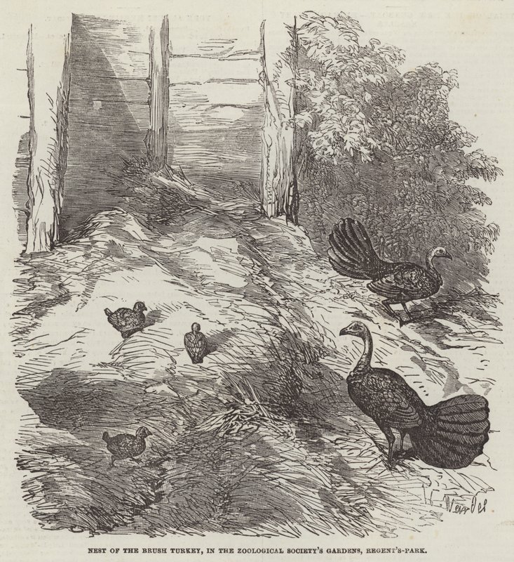 Nest of the Brush Turkey, Zooloji Derneği