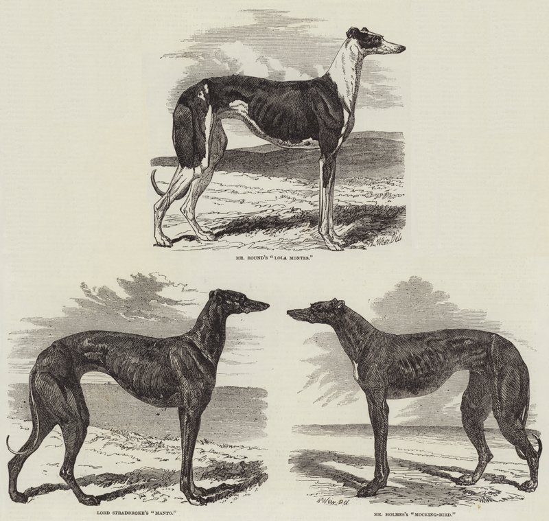 Newmarket Kurs Toplantısı by Harrison William Weir