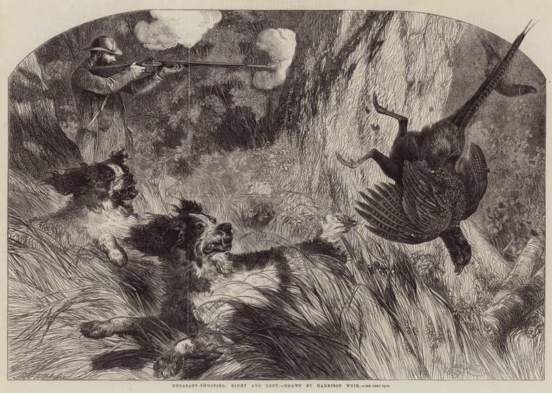Sülün Avı, Sağ ve Sol by Harrison William Weir