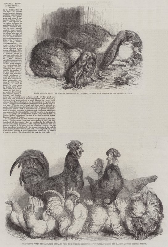 ಕ್ರಿಸ್ಟಲ್ ಪ್ಯಾಲೇಸ್ ಟರ್ಕಿಯಲ್ಲಿ ಕೋಳಿ ಪ್ರದರ್ಶನ by Harrison William Weir
