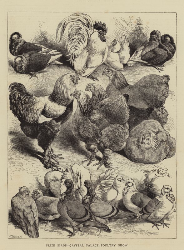 Ödüllü Kuşlar, Crystal Palace Kümes Hayvanları Gösterisi by Harrison William Weir