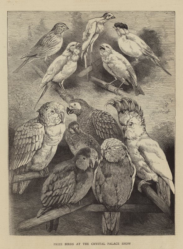 Kristal Saray Gösterisinde Ödüllü Kuşlar by Harrison William Weir