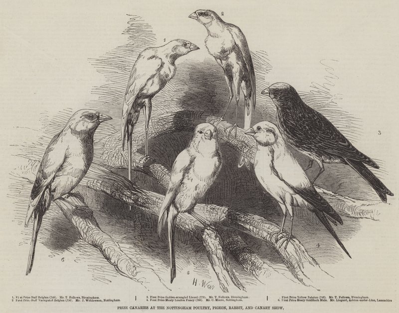 Nottingham Poultry, Pigeon, Rabbit ve Canary Show'da Ödül Kanaryaları by Harrison William Weir