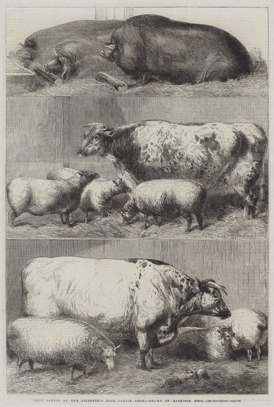 Smithfield Club Sığır Gösterisinde Ödül Sığırları by Harrison William Weir