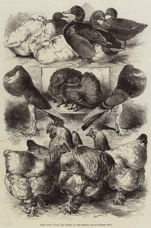 Crystal Palace Poultry Show'da Ödül Kuşları, Ördekler ve Güvercinler by Harrison William Weir