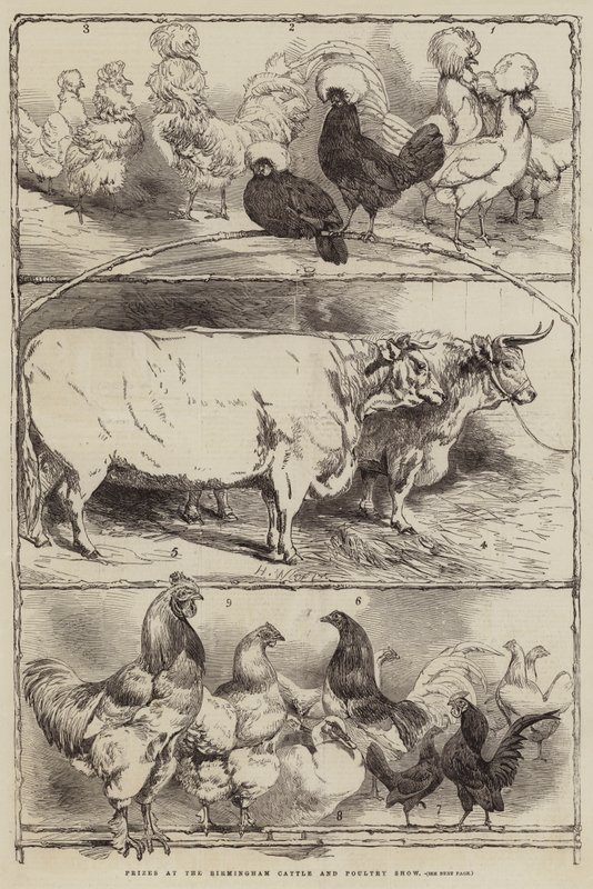 Birmingham Sığır ve Kümes Hayvanları Gösterisinde Ödüller by Harrison William Weir