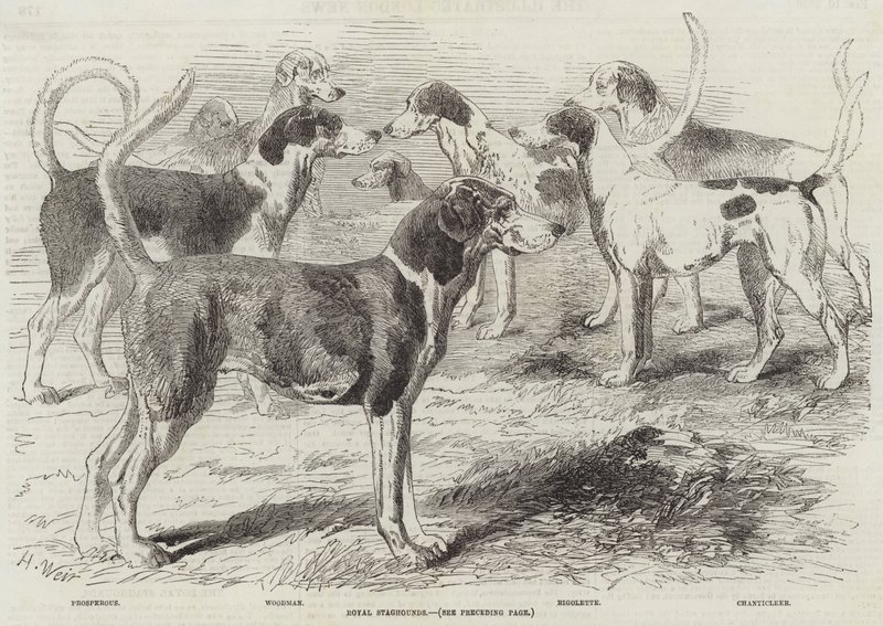 Kraliyet geyikleri by Harrison William Weir