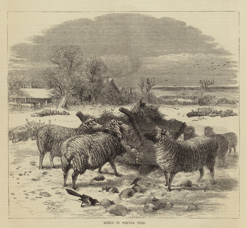 Kış Zamanında Koyun by Harrison William Weir