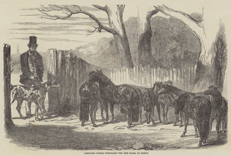 Mısır Pacha için satın alınan Shetland Midillileri by Harrison William Weir