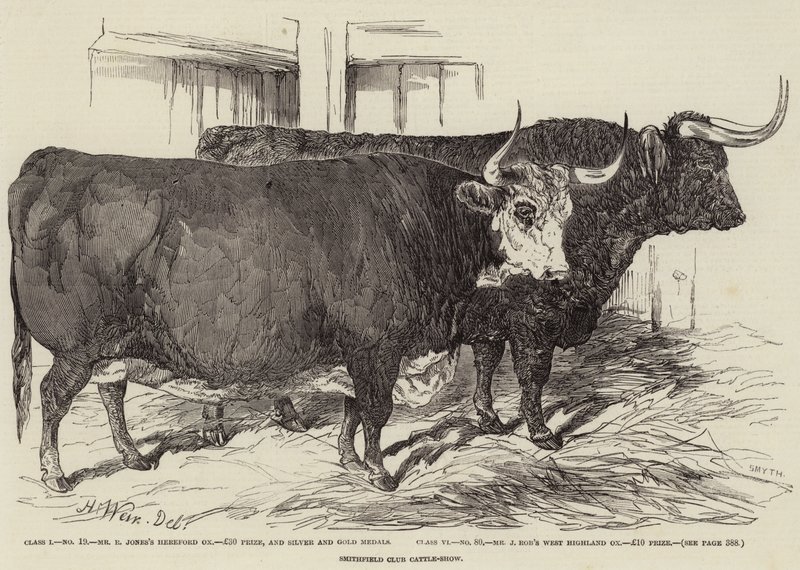 Smithfield Club Sığır Gösterisi by Harrison William Weir