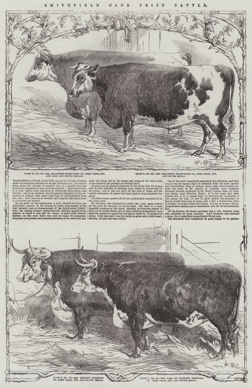 Smithfield Kulübü Ödülü Sığır by Harrison William Weir