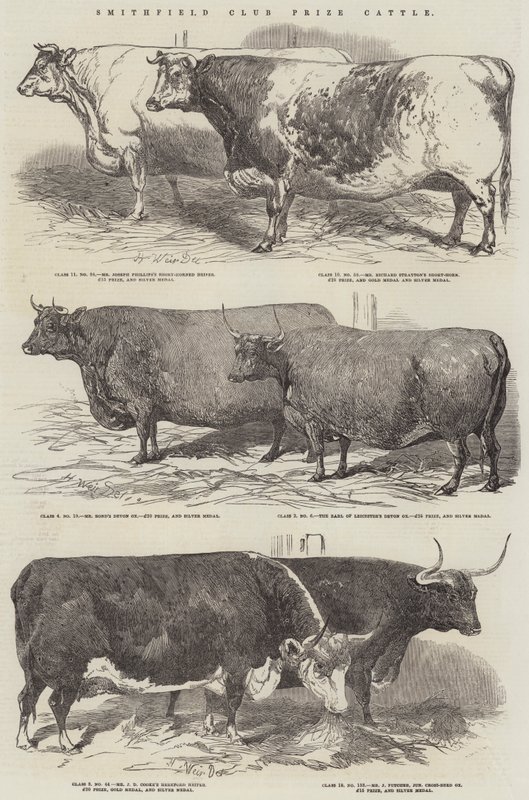 Smithfield Kulübü Ödülü Sığır by Harrison William Weir