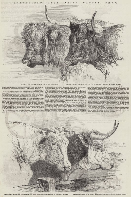 Smithfield Kulübü Ödülü Sığır Gösterisi by Harrison William Weir