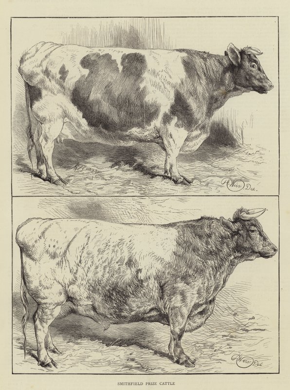 Smithfield Ödülü Sığır by Harrison William Weir