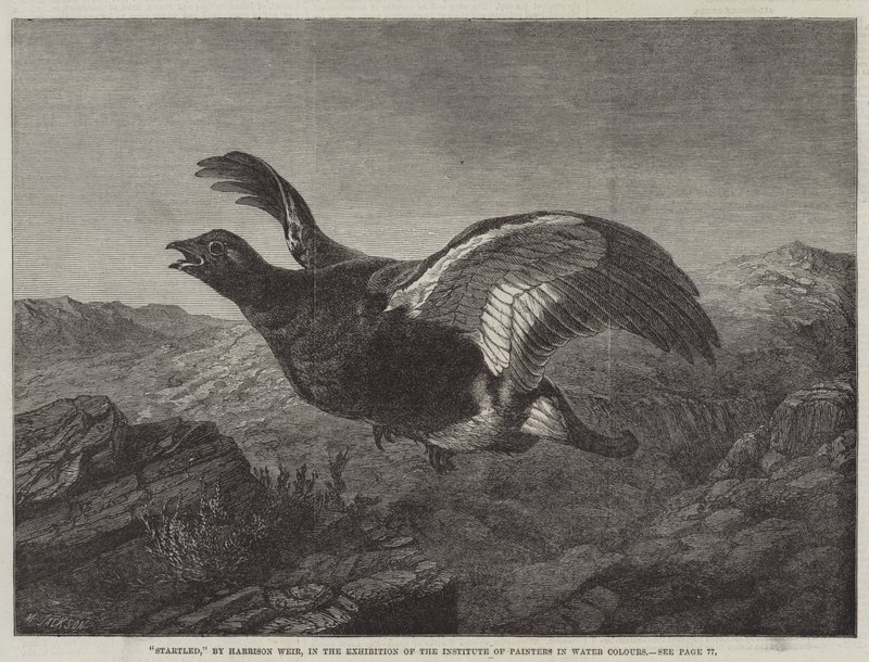 şaşırmış by Harrison William Weir