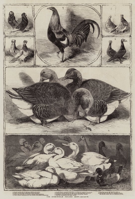 Birmingham Kümes Hayvanları Gösterisi by Harrison William Weir
