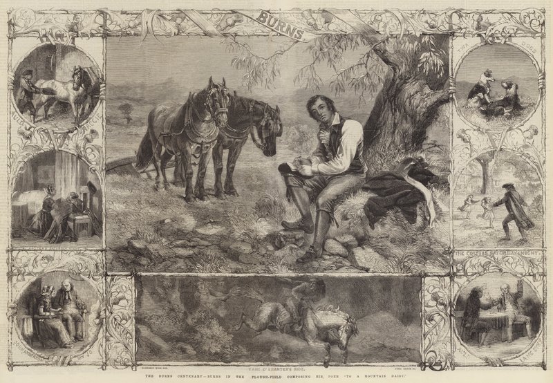 Yanıklar Yüzüncü Yıl, Saban Tarlasındaki Yanıklar Bir Dağ Papatyasına Şiirini Yazıyor by Harrison William Weir