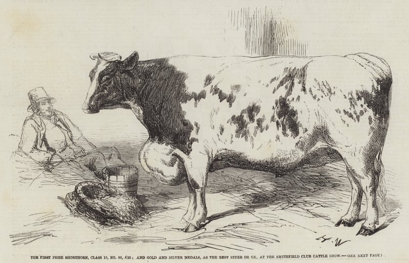 Birincilik Ödülü Shorthorn, Sınıf 10, No 89, £ 25; ve Smithfield Club Sığır Gösterisinde En İyi Dümen veya Öküz olarak Altın ve Gümüş Madalyalar by Harrison William Weir