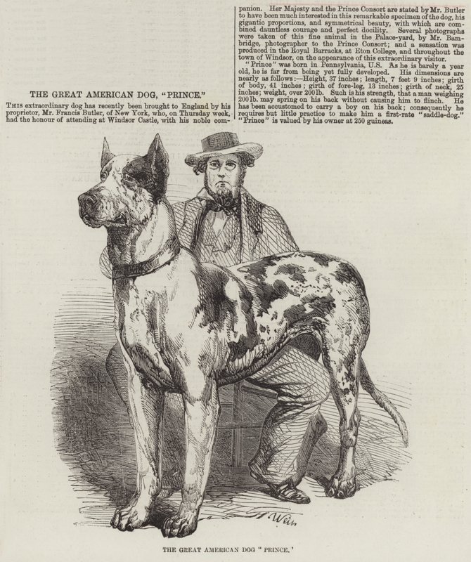 Büyük Amerikan Köpek Prensi by Harrison William Weir