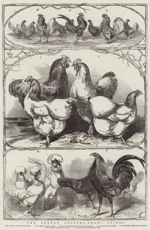 Londra Kümes Hayvanları Gösterisi, Ödüller by Harrison William Weir