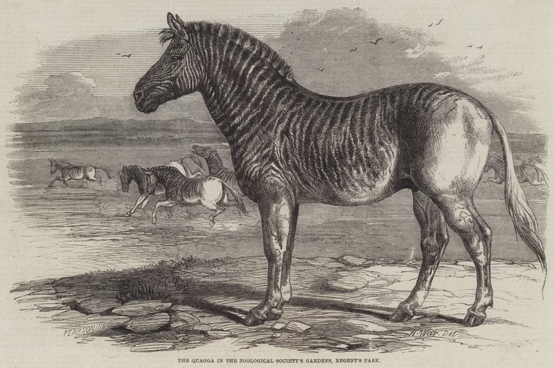 Zooloji Derneği'nin Bahçelerinde Quagga, Regent's Park by Harrison William Weir
