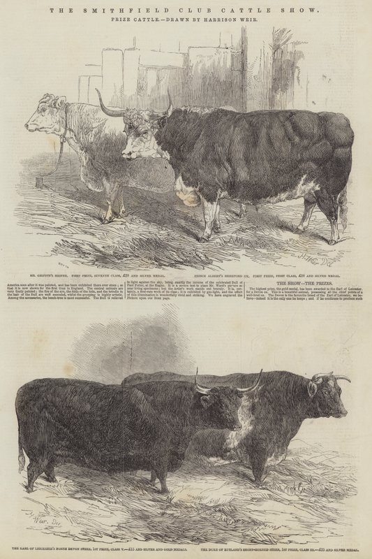 Smithfield Kulübü Sığır Gösterisi, Ödül Sığırları by Harrison William Weir