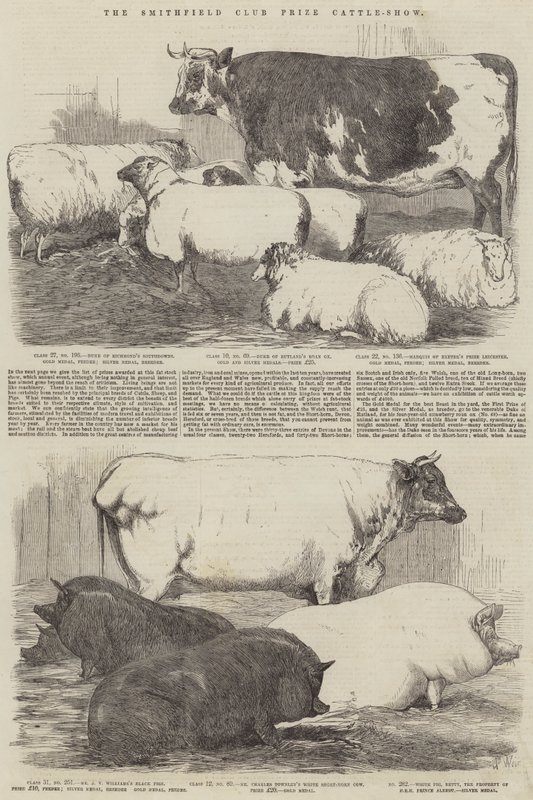 Smithfield Kulübü Ödülü Sığır Gösterisi by Harrison William Weir