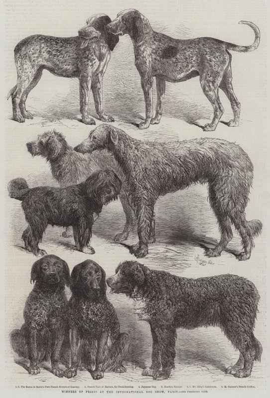 Paris Uluslararası Köpek Şovunda Ödül Kazananlar by Harrison William Weir