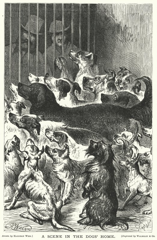 Köpek Evinde Bir Sahne by Harrison William Weir