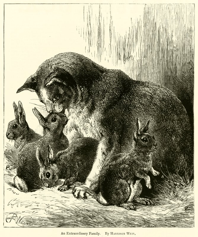Olağanüstü Bir Aile by Harrison William Weir