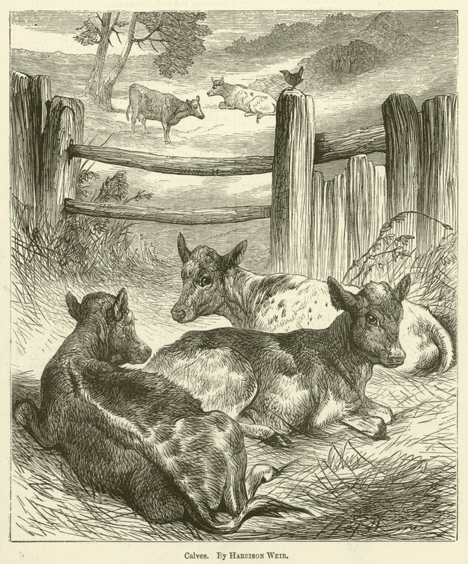 buzağılar by Harrison William Weir