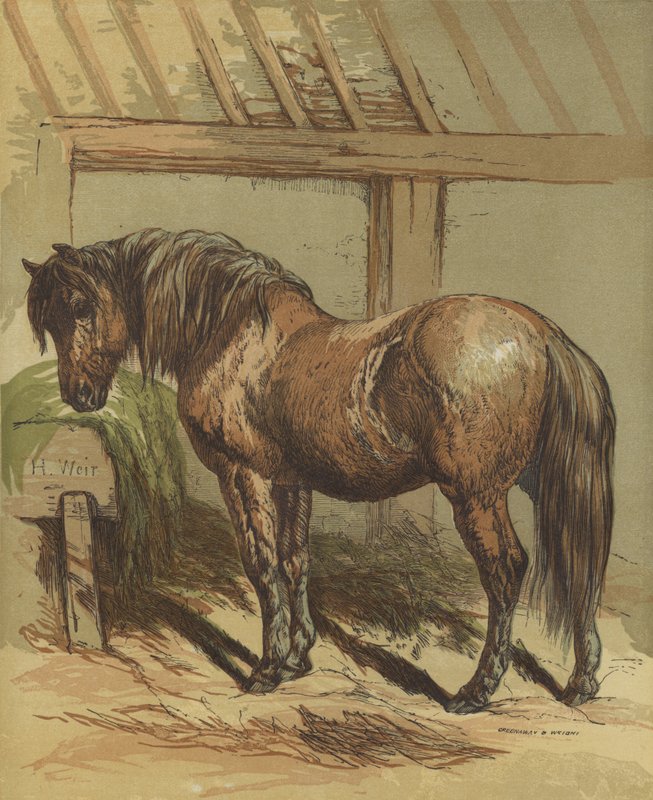 Charlie, at by Harrison William Weir