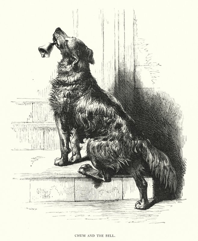 Chum and the bell (engraving) by Harrison William Weir