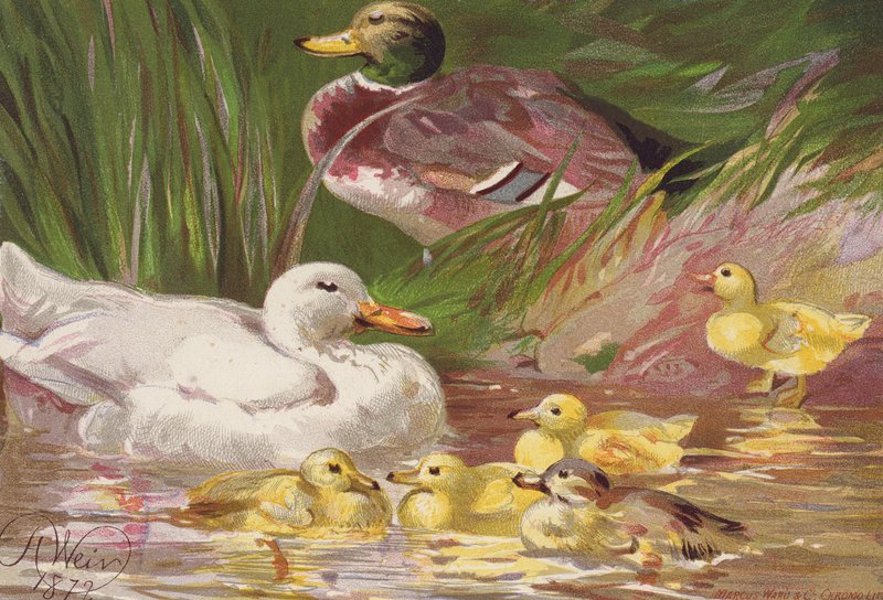 by Harrison William Weir