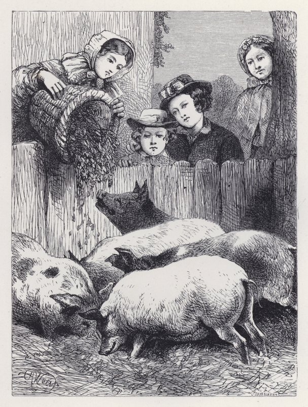 Domuzları Beslemek (gravür) by Harrison William Weir