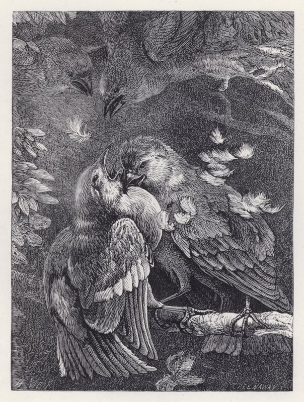 İspinoz ile Serçenin Savaşı (gravür) by Harrison William Weir