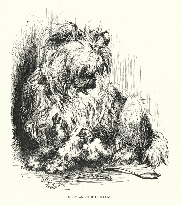Çingene ve tavuk (gravür) by Harrison William Weir