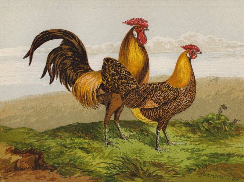 Altın Kalemli Hamburger (chromolitho) by Harrison William Weir