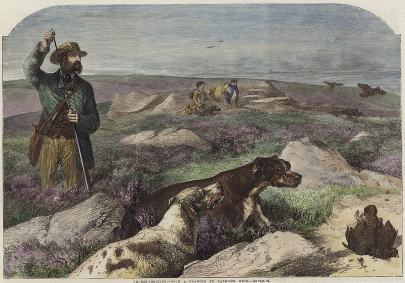 orman tavuğu çekim by Harrison William Weir