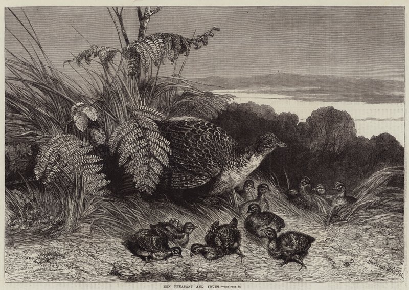 Tavuk Sülün ve Genç by Harrison William Weir