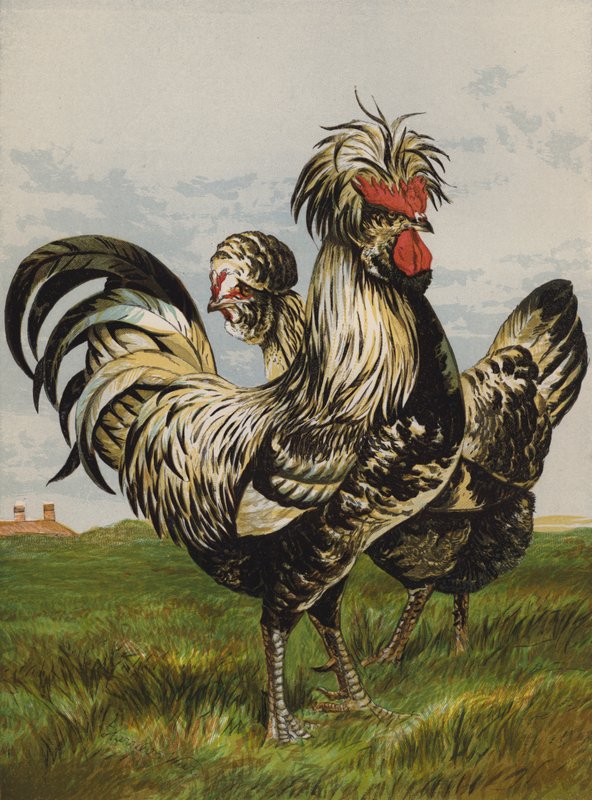 Houdans (kromolitho) by Harrison William Weir